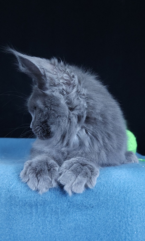 Waterfall Akbars - Kitten maine-coon 4 months 3 weeks