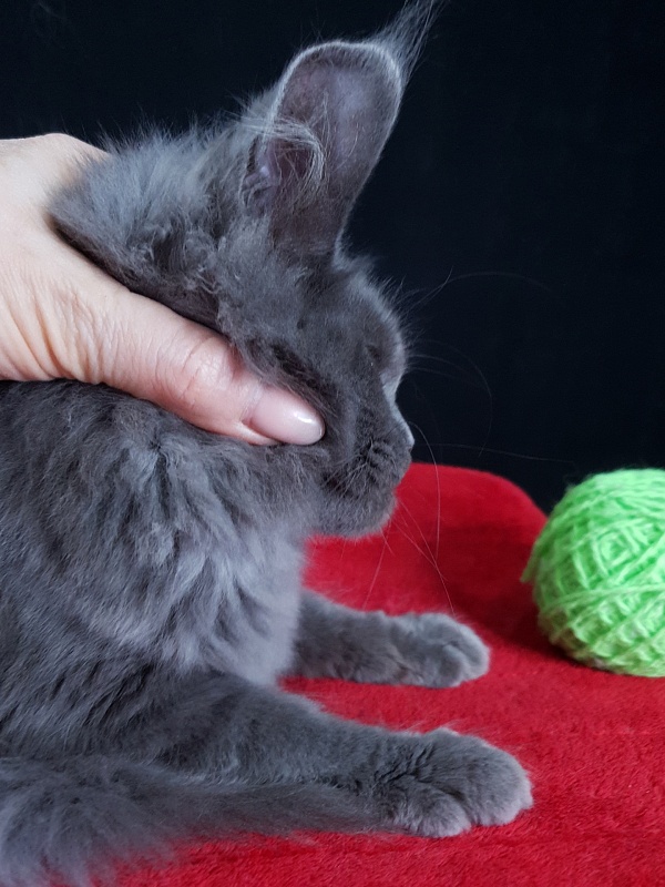 Waterfall Akbars - Kitten maine-coon 4 months 1.5 week