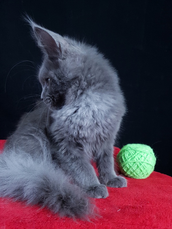 Waterfall Akbars - Kitten maine-coon 4 months 1.5 week