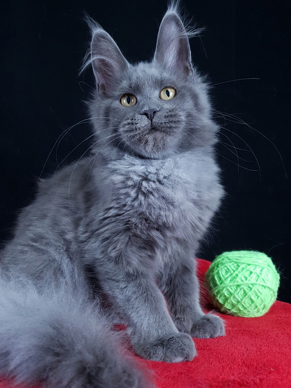 Waterfall Akbars - Kitten maine-coon 4 months 1.5 week