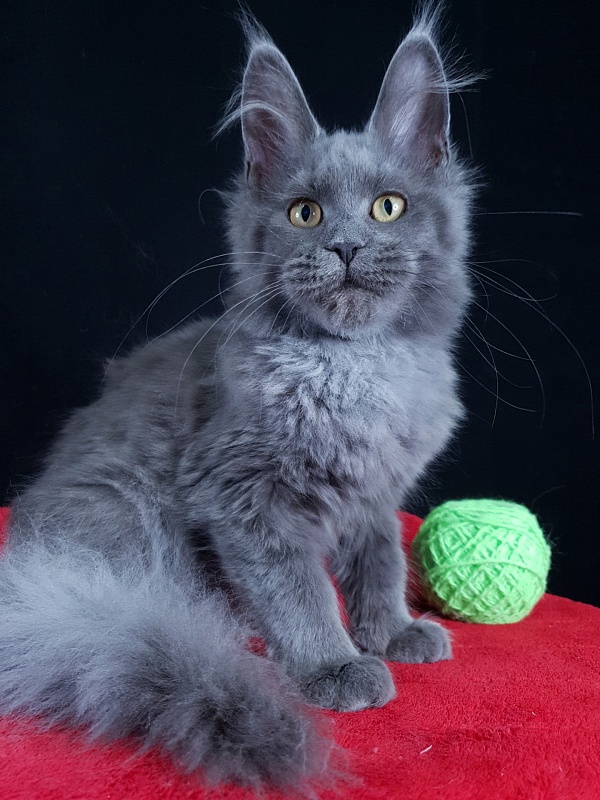 Waterfall Akbars - Kitten maine-coon 4 months 1.5 week
