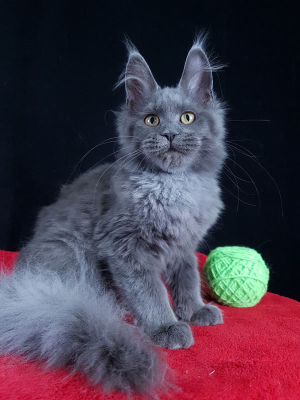 Waterfall Akbars - Kitten maine-coon 4 months 1.5 week