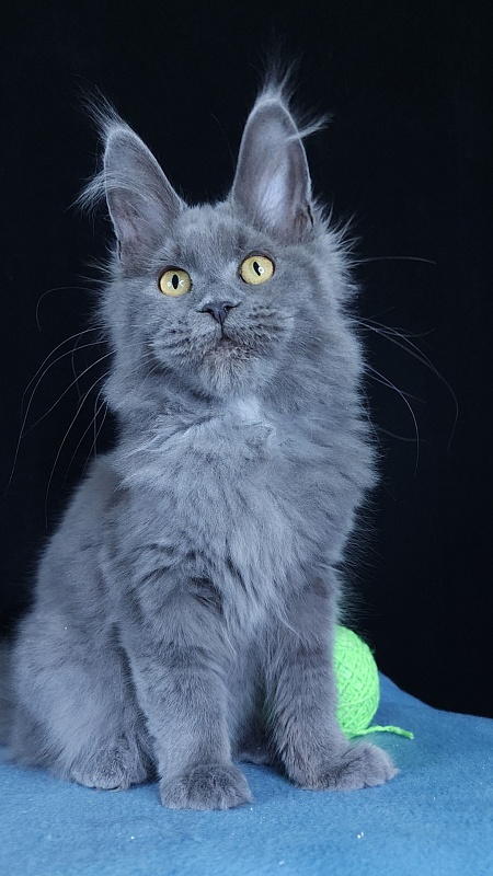 Waterfall Akbars - Kitten maine-coon 4 months 3 weeks