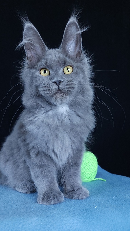 Waterfall Akbars - Kitten maine-coon 4 months 3 weeks