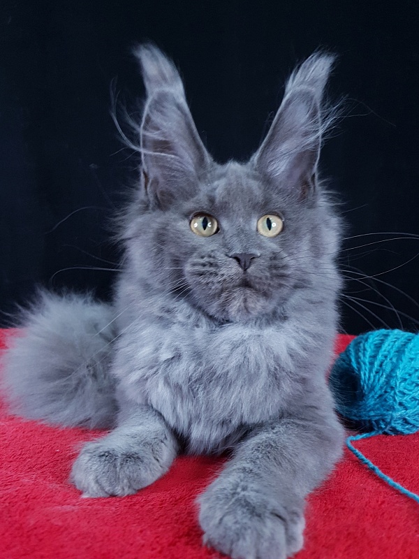 Wilda  Akbars - Kitten maine-coon 4 months 1.5 week