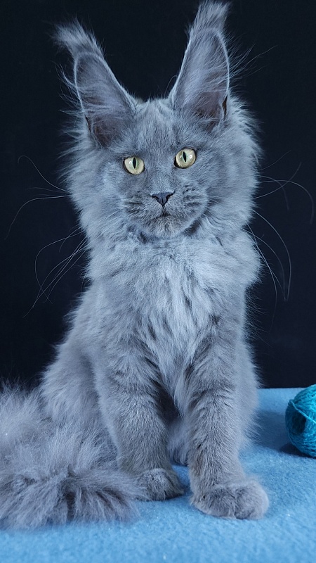 Wilda  Akbars - Kitten maine-coon 4 months 3 weeks