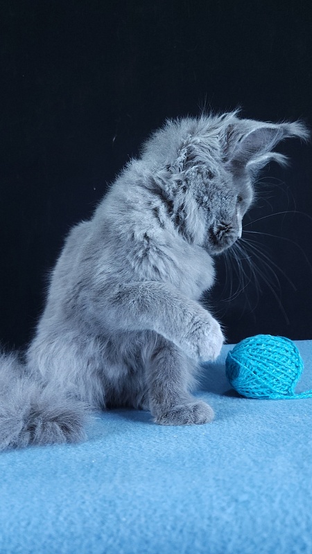 Wilda  Akbars - Kitten maine-coon 4 months 3 weeks