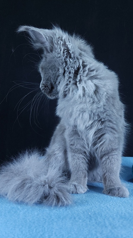 Wilda  Akbars - Kitten maine-coon 4 months 3 weeks