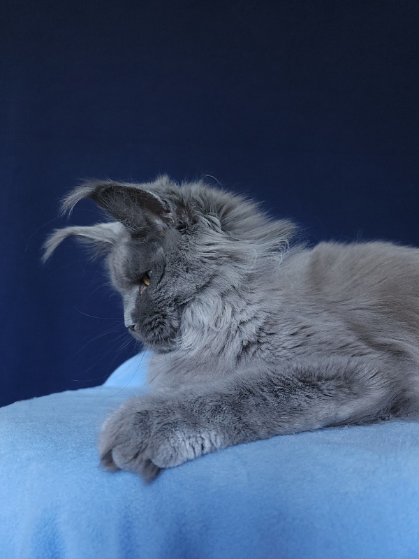 Wilda  Akbars - Adult maine-coon 10 months 2.5 weeks