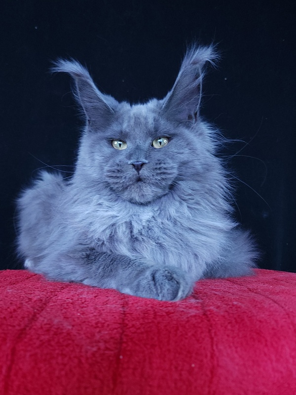 Wilda  Akbars - Junior maine-coon 7 months 2.5 weeks