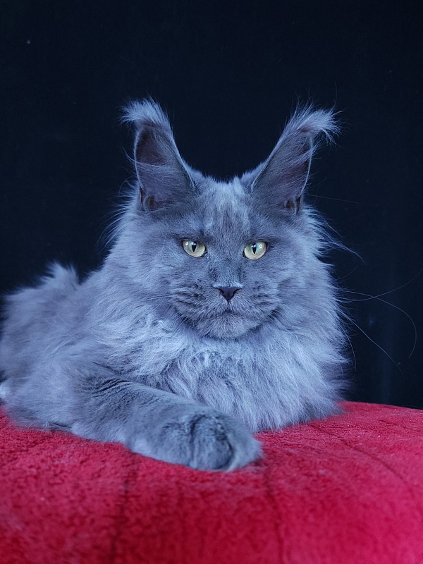 Wilda  Akbars - Junior maine-coon 7 months 2.5 weeks