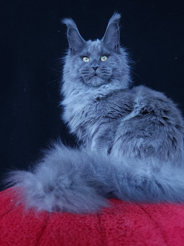 Wilda  Akbars - Junior maine-coon 7 months 2.5 weeks