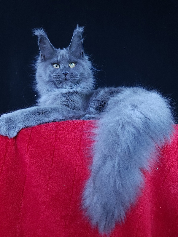 Wilda  Akbars - Junior maine-coon 7 months 2.5 weeks