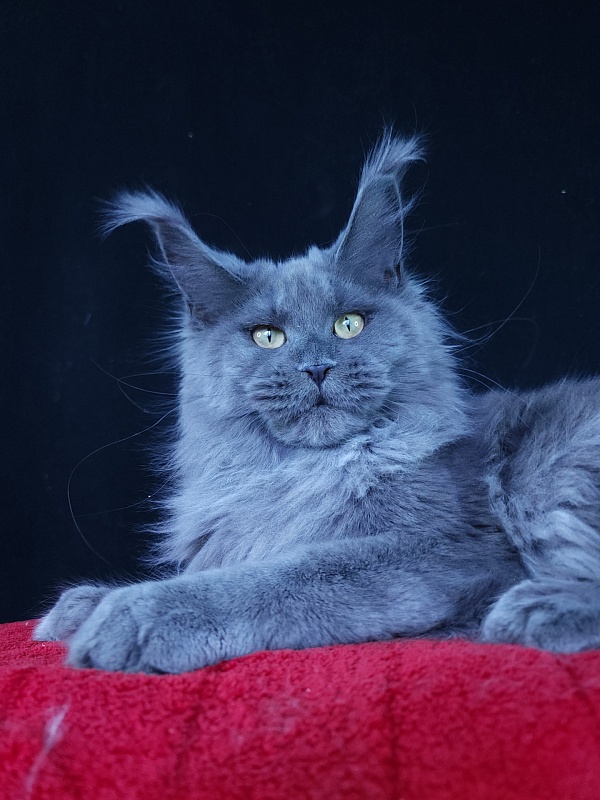 Wilda  Akbars - Junior maine-coon 7 months 2.5 weeks