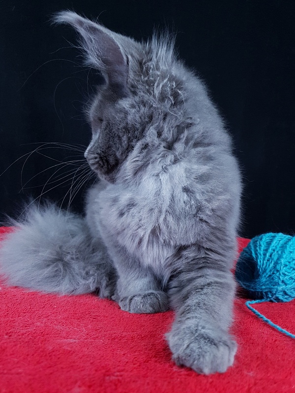 Wilda  Akbars - Kitten maine-coon 4 months 1.5 week