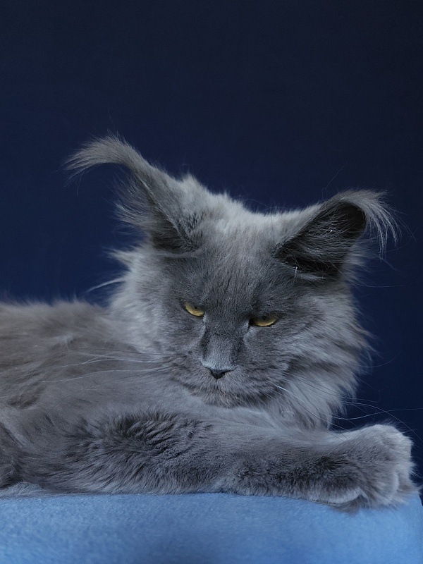 Wilda  Akbars - Adult maine-coon 10 months 2.5 weeks