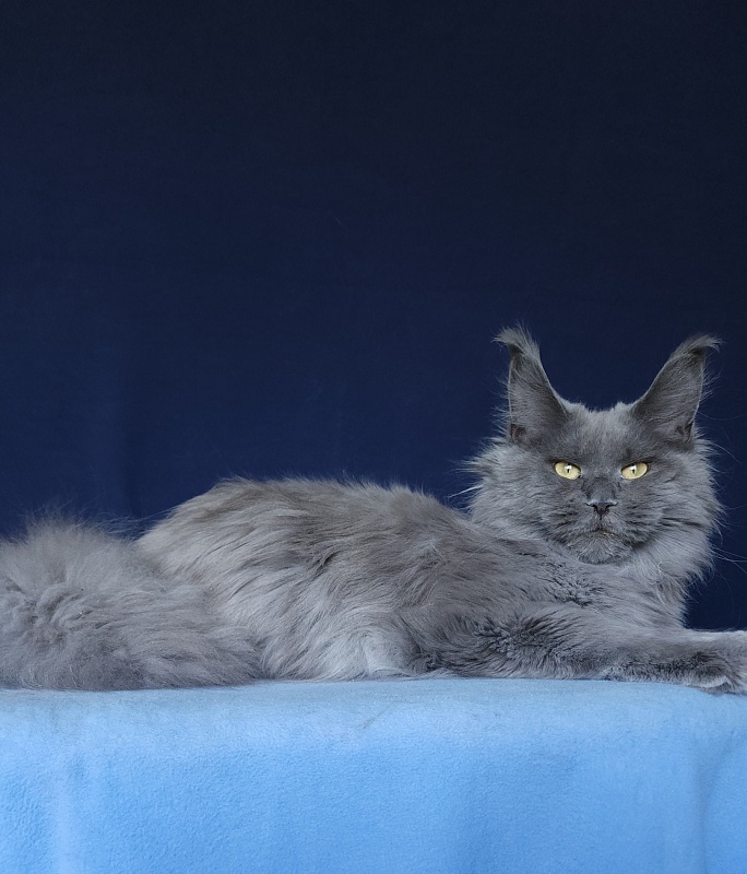 Wilda  Akbars - Adult maine-coon 10 months 2.5 weeks