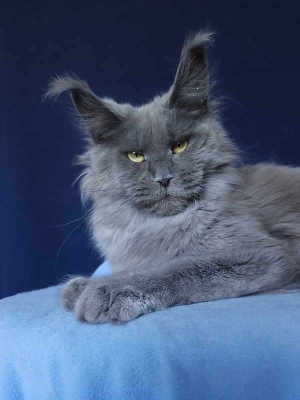 Wilda  Akbars - Adult maine-coon 10 months 2.5 weeks