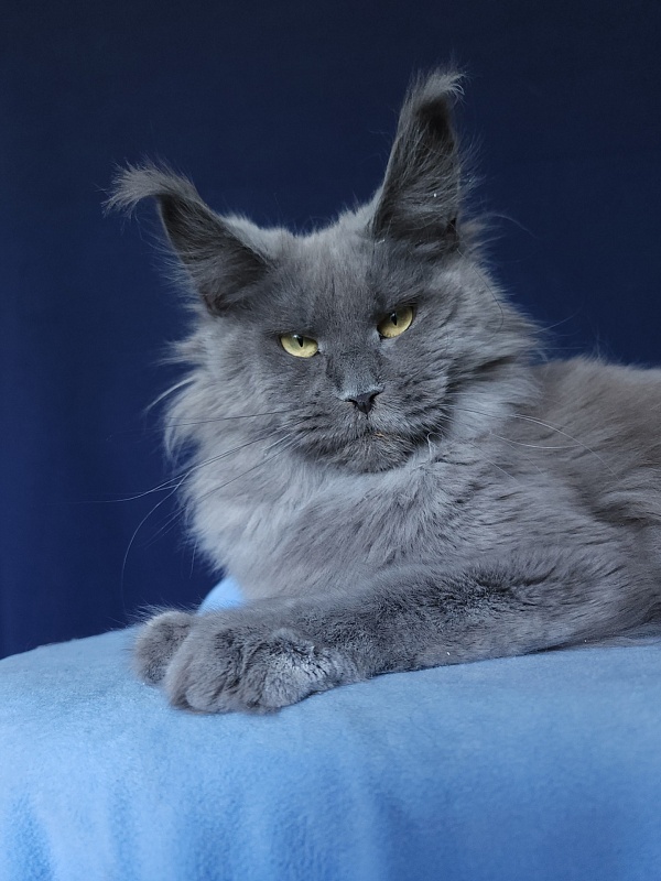 Wilda  Akbars - Adult maine-coon 10 months 2.5 weeks