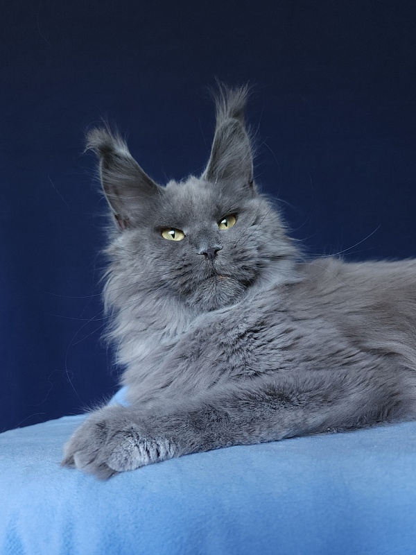 Wilda  Akbars - Adult maine-coon 10 months 2.5 weeks