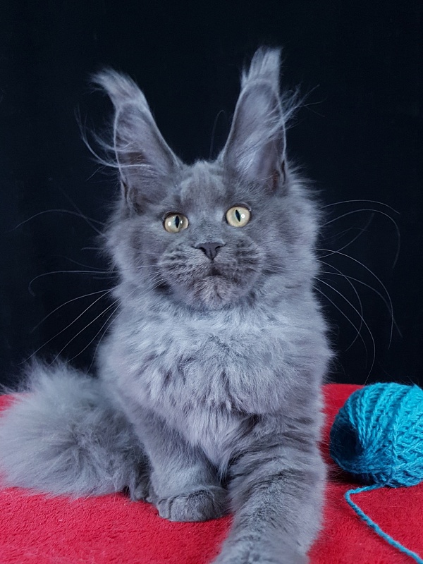 Wilda  Akbars - Kitten maine-coon 4 months 1.5 week