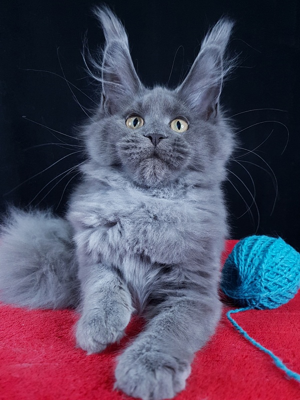 Wilda  Akbars - Kitten maine-coon 4 months 1.5 week