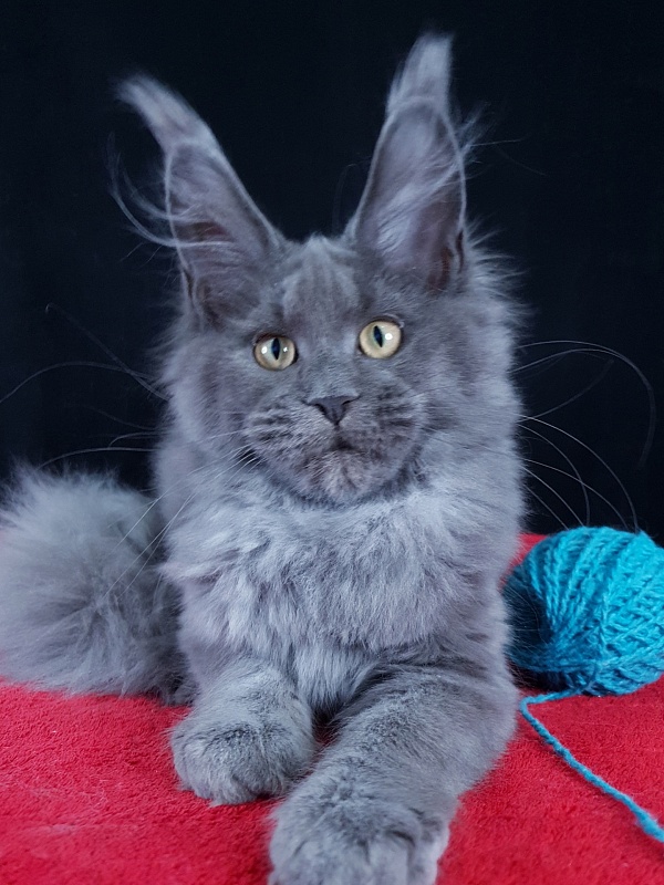 Wilda  Akbars - Kitten maine-coon 4 months 1.5 week
