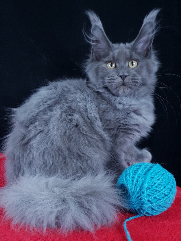 Wilda  Akbars - Kitten maine-coon 4 months 1.5 week