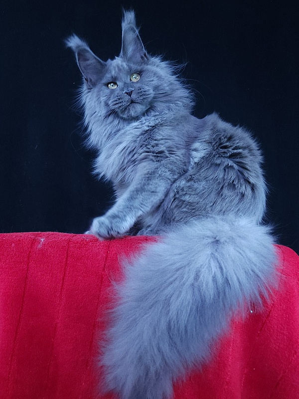 Wilda  Akbars - Junior maine-coon 7 months 2.5 weeks