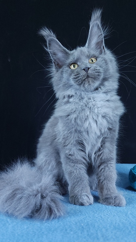 Wilda  Akbars - Kitten maine-coon 4 months 3 weeks