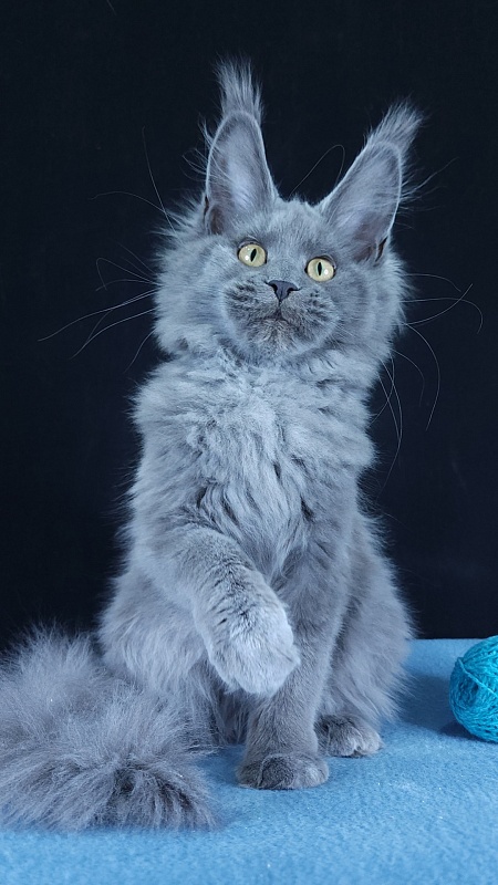 Wilda  Akbars - Kitten maine-coon 4 months 3 weeks