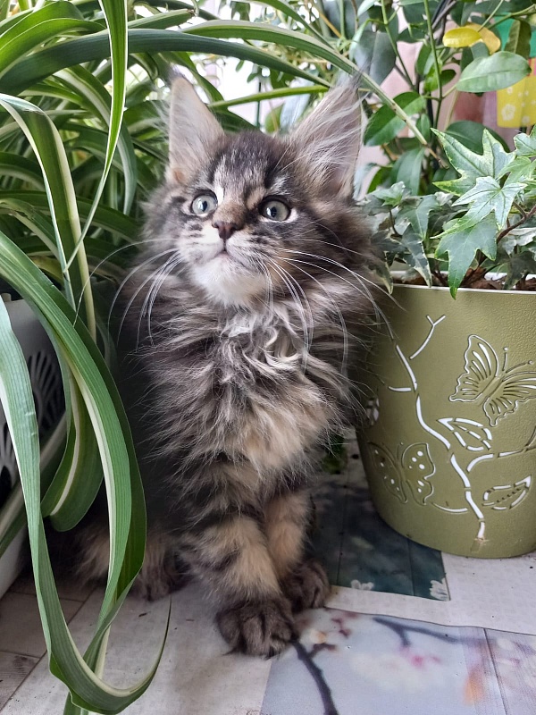 Baloo  Akbars - Kitten maine-coon 2 months 1.5 week