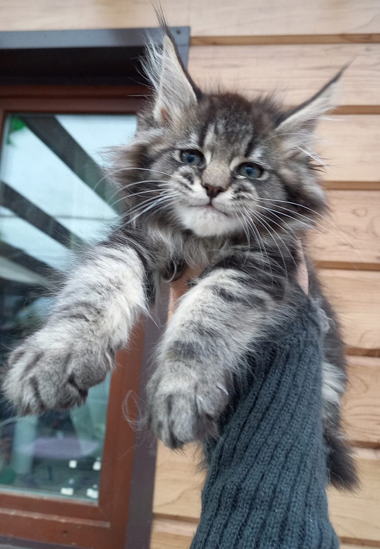 Baloo  Akbars - Kitten maine-coon 2 months 1.5 week