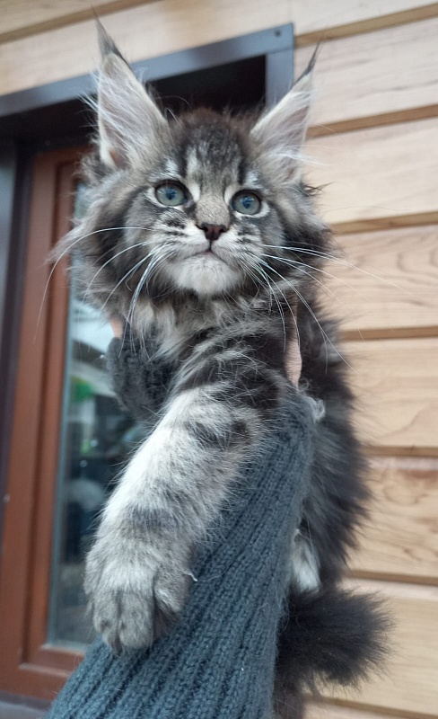 Baloo  Akbars - Kitten maine-coon 2 months 1.5 week