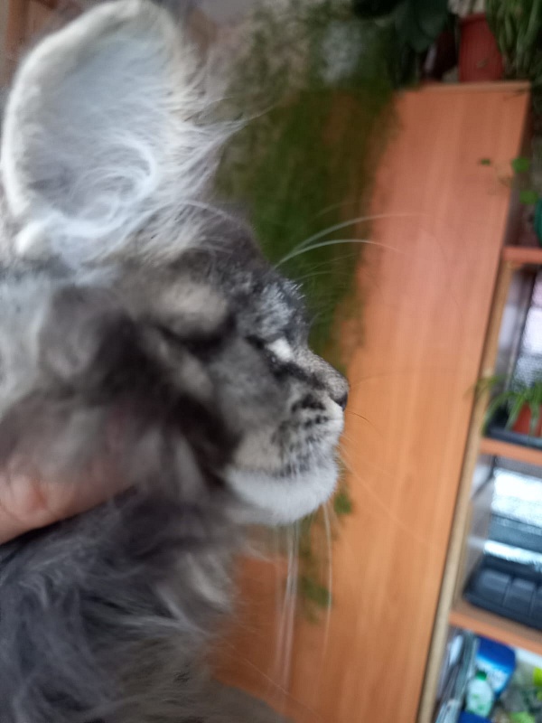 Baloo  Akbars - Kitten maine-coon 2 months 1.5 week