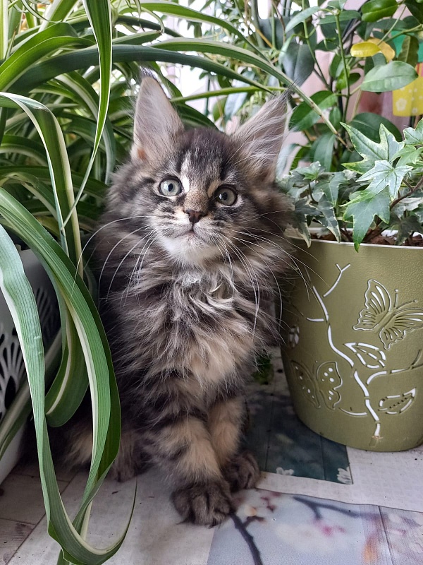 Baloo  Akbars - Kitten maine-coon 2 months 1.5 week