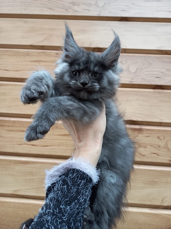 Bacardi  Akbars - Kitten maine-coon 2 months 1.5 week