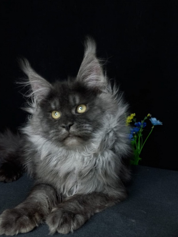 Bacardi  Akbars - Kitten maine-coon 4 months 2.5 weeks