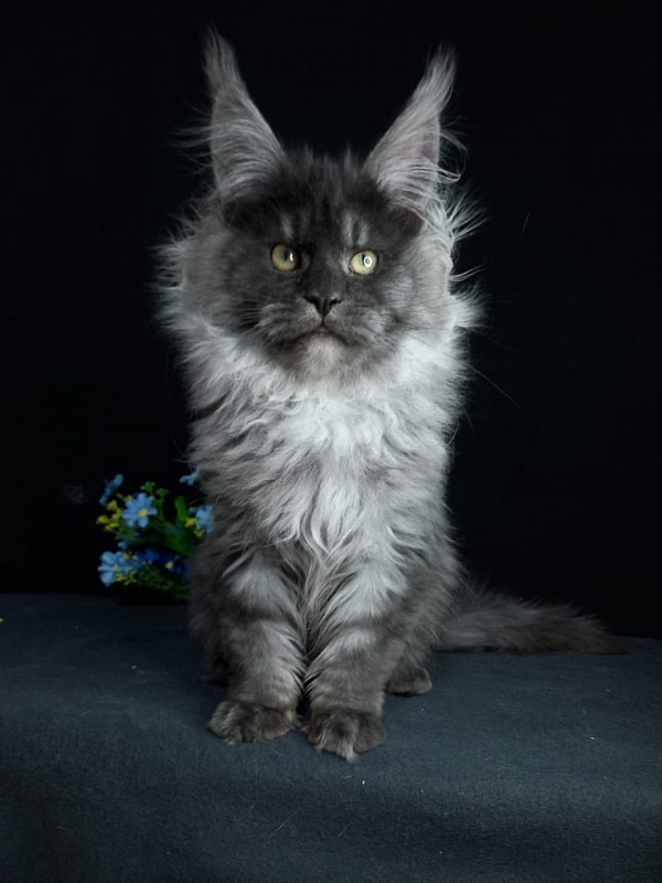 Bacardi  Akbars - Kitten maine-coon 4 months 2.5 weeks