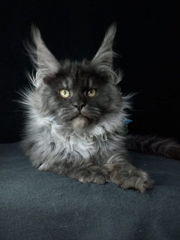 Bacardi  Akbars - Kitten maine-coon 4 months 2.5 weeks