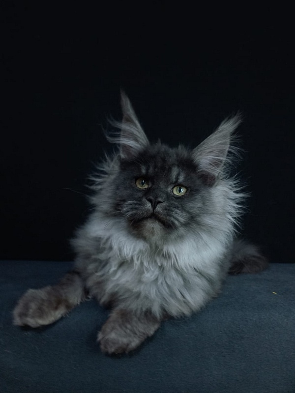 Bacardi  Akbars - Kitten maine-coon 5 months 0.5 weeks