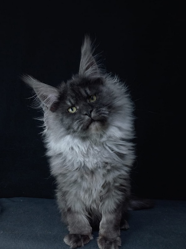 Bacardi  Akbars - Kitten maine-coon 5 months 0.5 weeks