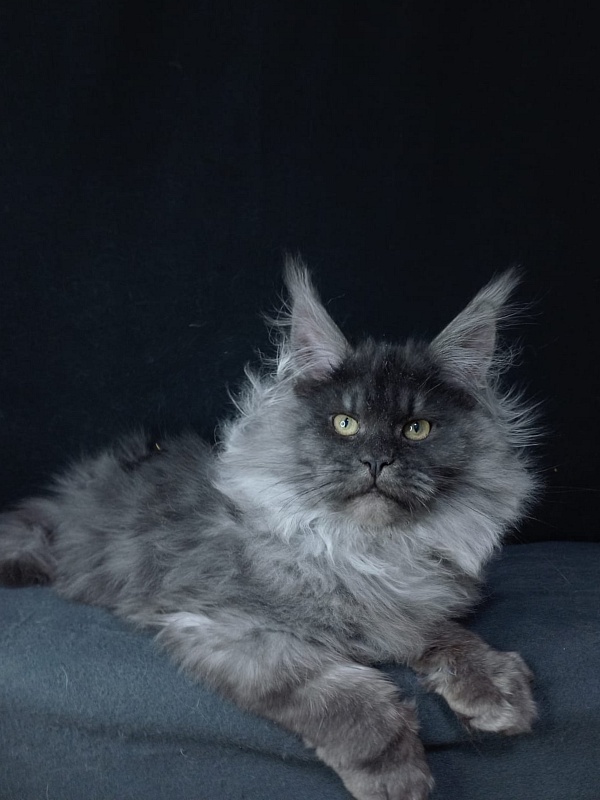 Bacardi  Akbars - Kitten maine-coon 5 months 0.5 weeks