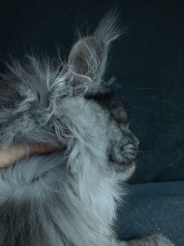 Bacardi  Akbars - Kitten maine-coon 5 months 0.5 weeks