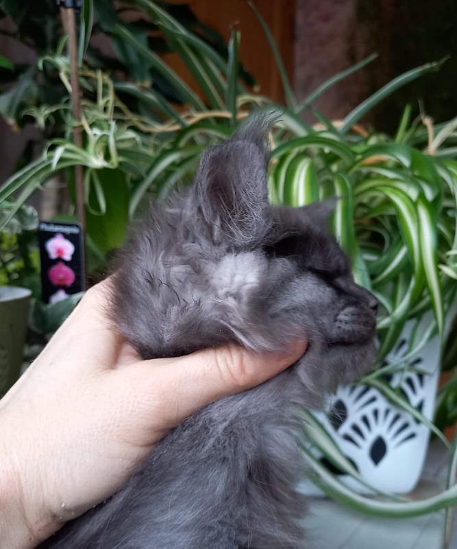 Bacardi  Akbars - Kitten maine-coon 2 months 1.5 week