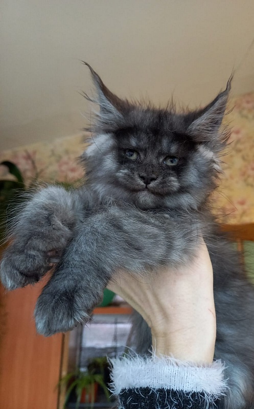 Bacardi  Akbars - Kitten maine-coon 2 months 1.5 week