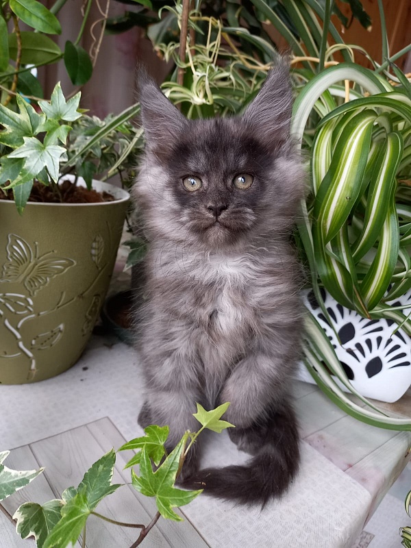 Bacardi  Akbars - Kitten maine-coon 2 months 1.5 week