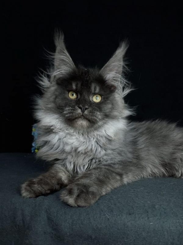 Bacardi  Akbars - Kitten maine-coon 4 months 2.5 weeks