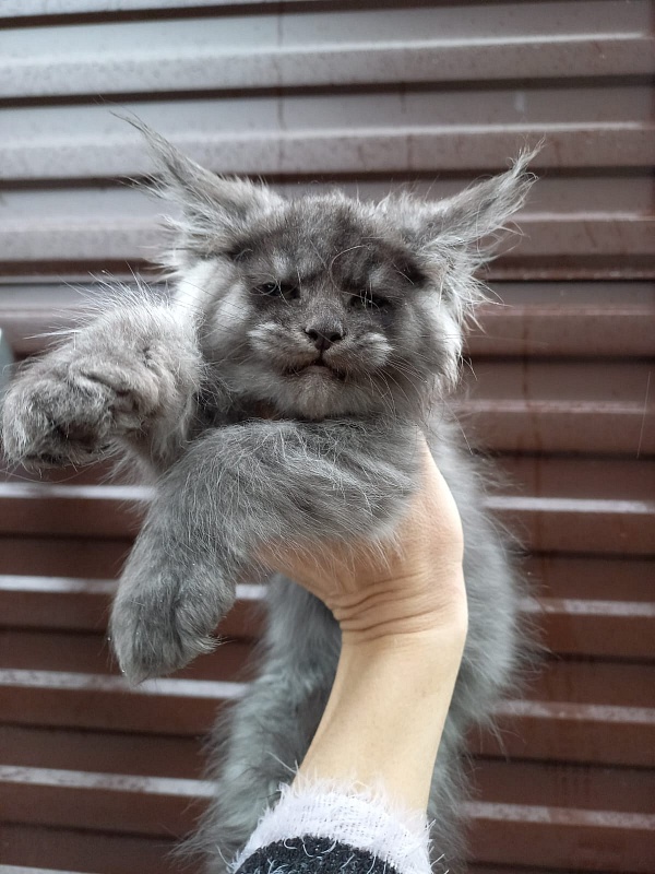 Bacardi  Akbars - Kitten maine-coon 2 months 1.5 week