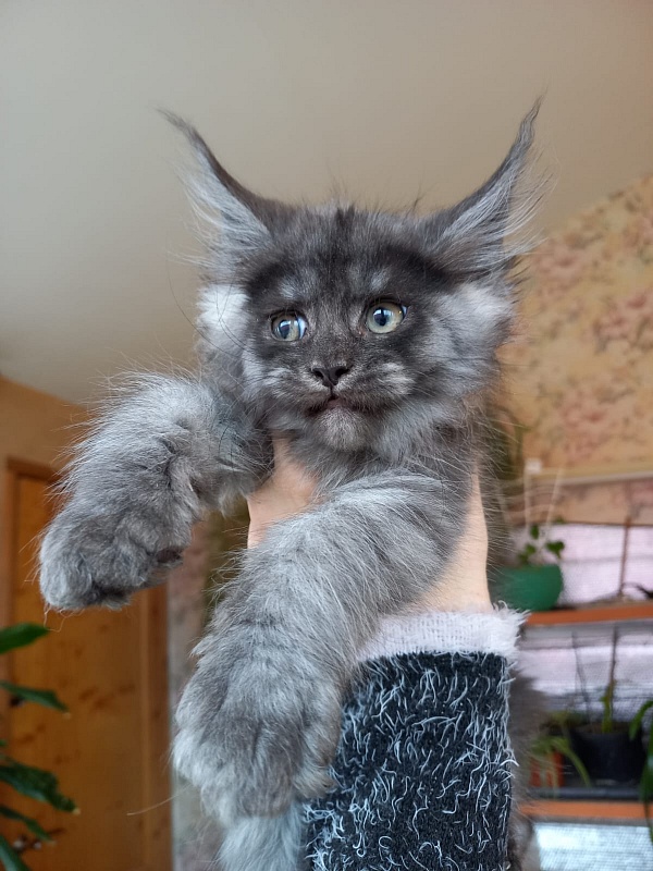 Bacardi  Akbars - Kitten maine-coon 2 months 1.5 week